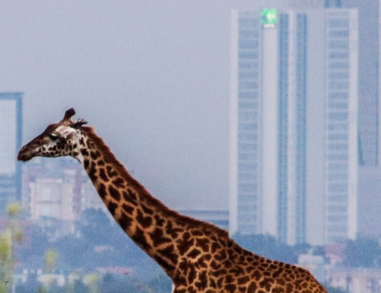 4-Day Nairobi National Park and Giraffe Centre City Safari