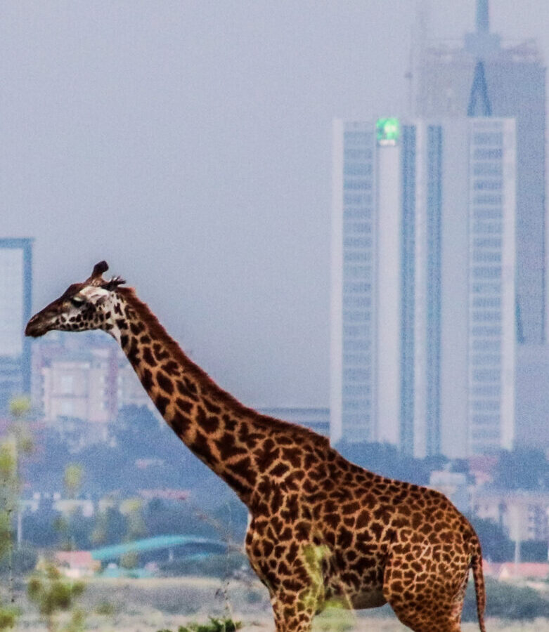 4-Day Nairobi National Park and Giraffe Centre City Safari