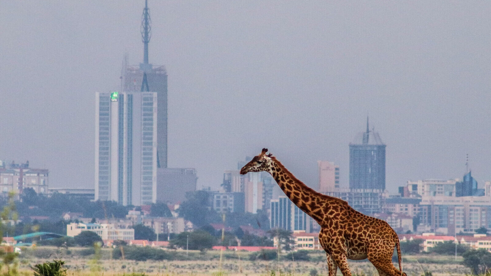 6-Day Nairobi, Amboseli and Tsavo West Safari