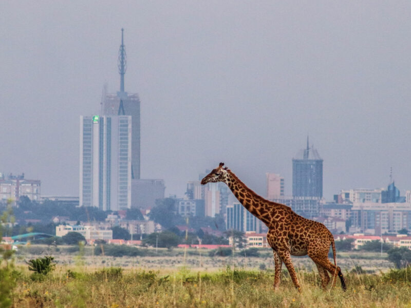 6-Day Nairobi, Amboseli and Tsavo West Safari