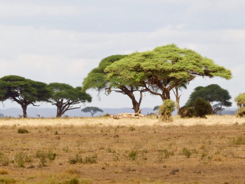 13-Day East Africa Bucket List Safari Package
