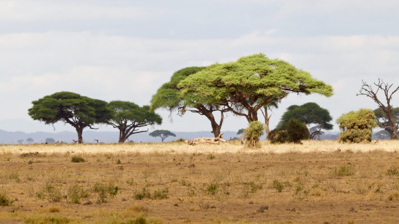 13-Day East Africa Bucket List Safari Package