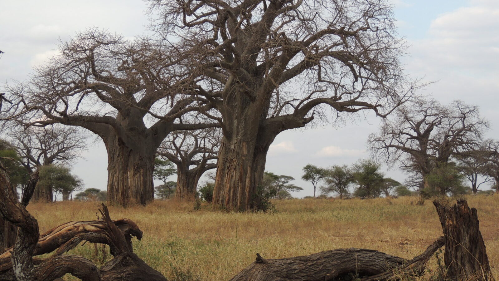8-Day East Africa Discovery Collection Package