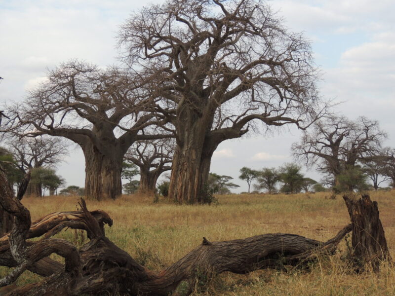 8-Day East Africa Discovery Collection Package