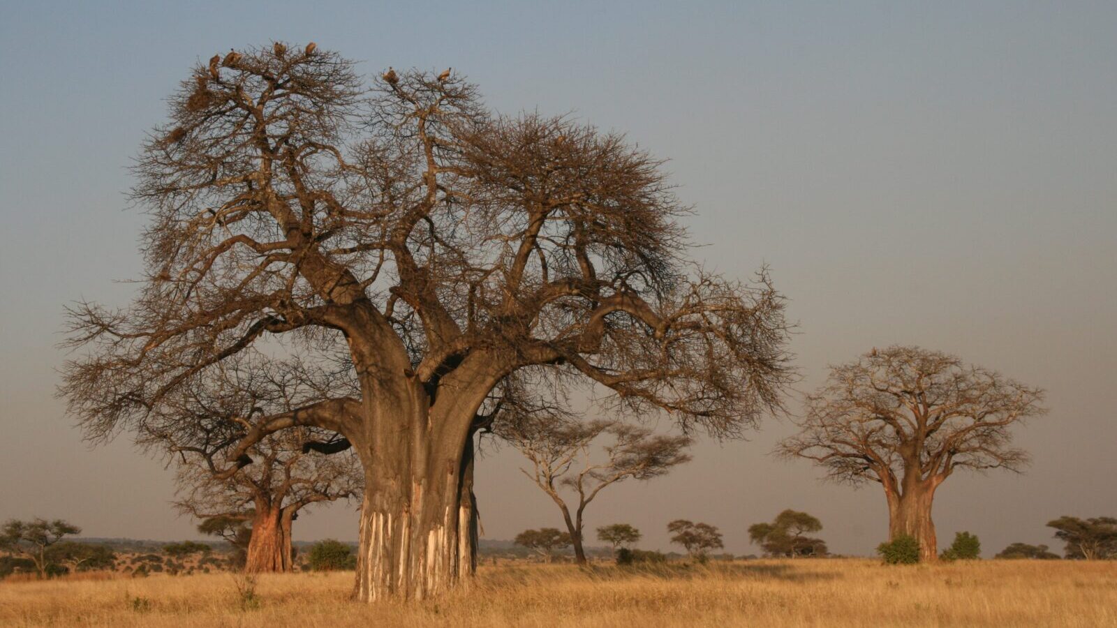 7-Day Golden Circuit Safari: Serengeti, Ngorongoro and Tarangire