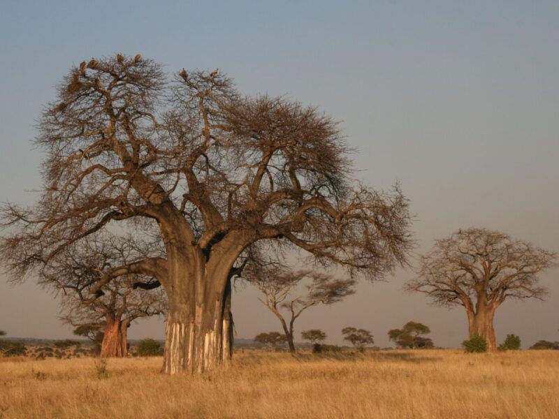 7-Day Golden Circuit Safari: Serengeti, Ngorongoro and Tarangire