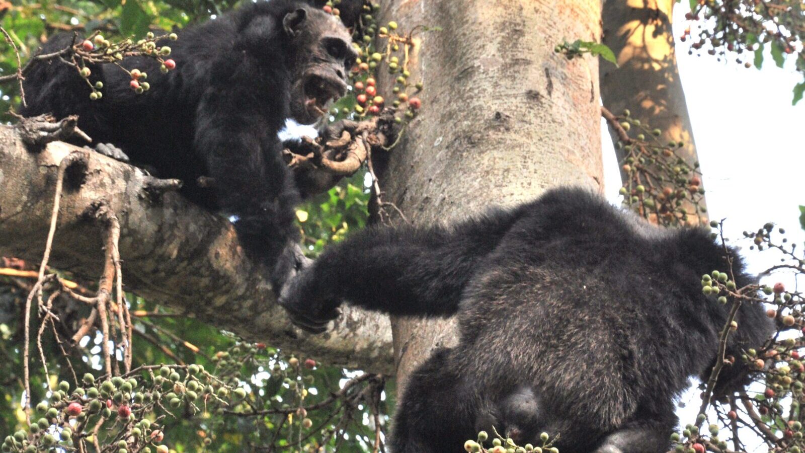 Western Tanzania Chimpanzee Safari: Mahale and Gombe