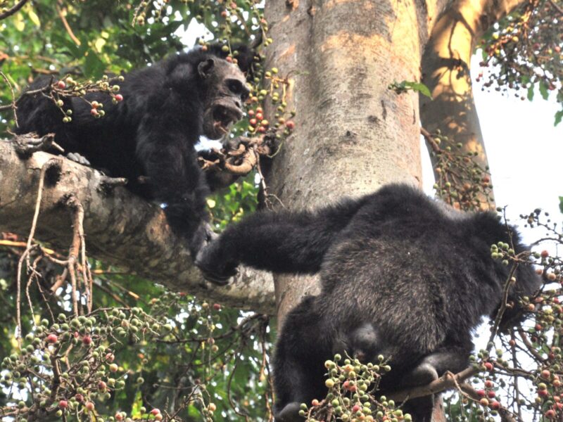 Western Tanzania Chimpanzee Safari: Mahale and Gombe