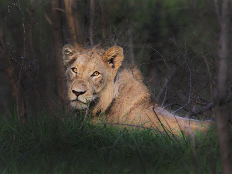 8-Day Private Villa Safari, Laikipia and Maasai Mara