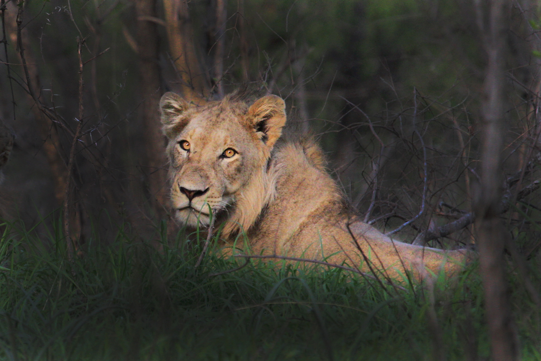 8-Day Private Villa Safari, Laikipia and Maasai Mara
