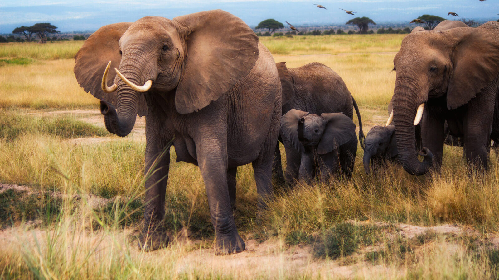 Multi-Generational East Africa Safari Package