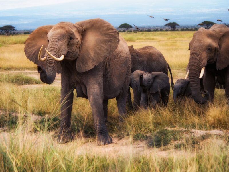 Multi-Generational East Africa Safari Package