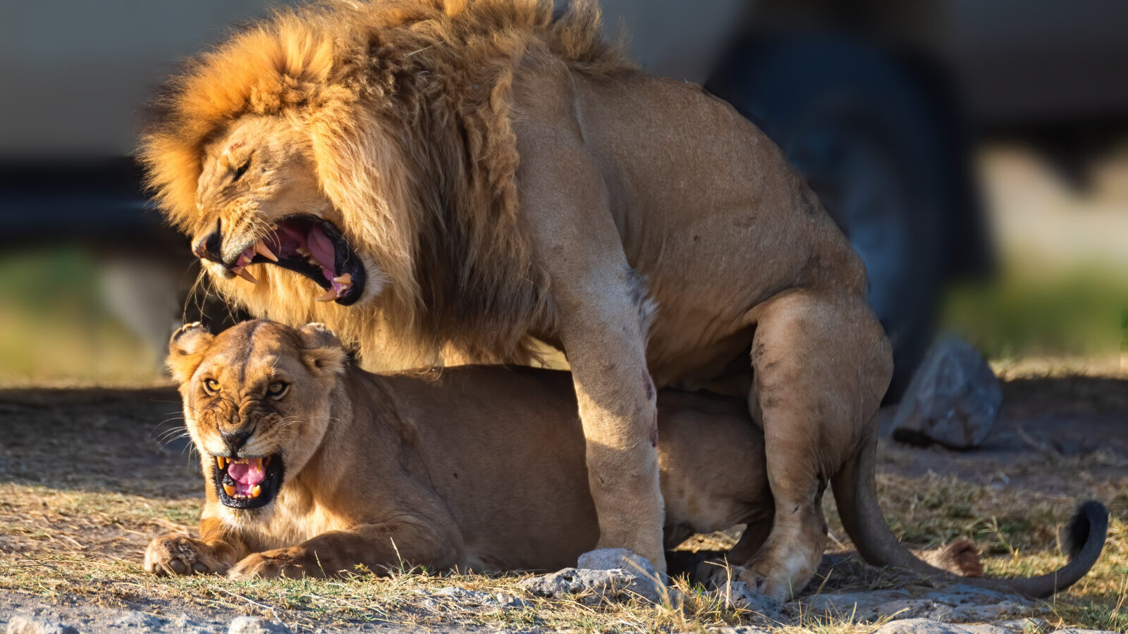 12-Day Great Migration and Gorilla Trekking Grand Tour