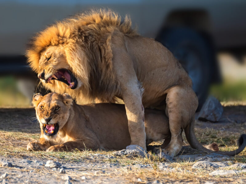 12-Day Great Migration and Gorilla Trekking Grand Tour