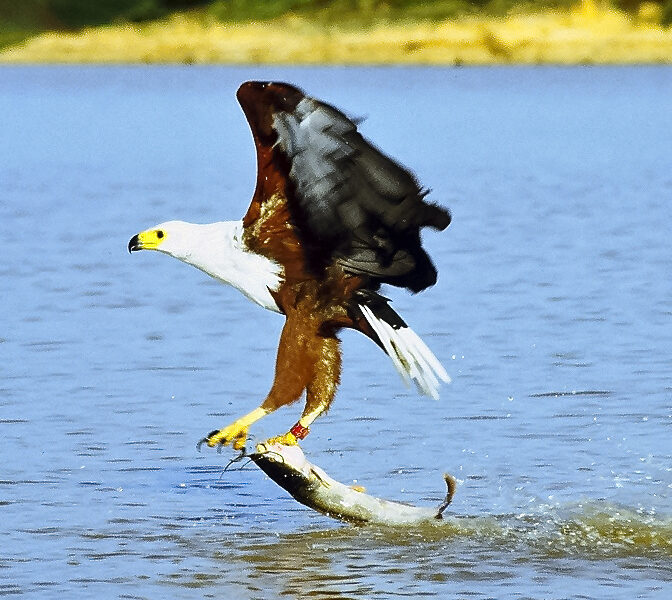 East Africa Photographic Safari: Big Five and Birds