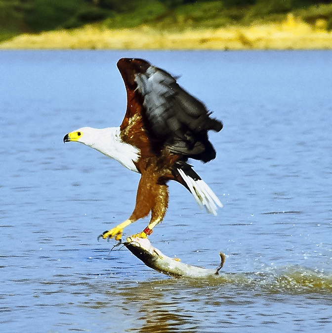 East Africa Photographic Safari: Big Five and Birds