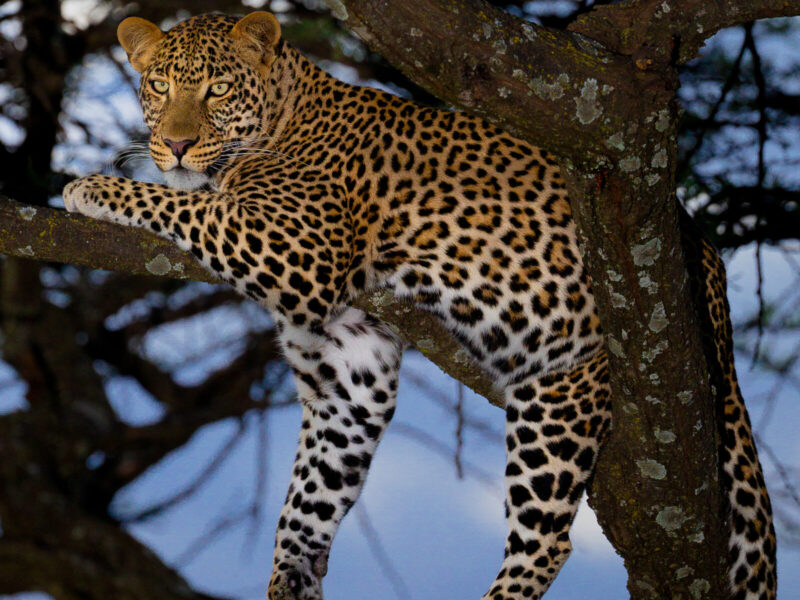 10-Day Signature Migration and Gorilla Trekking Journey