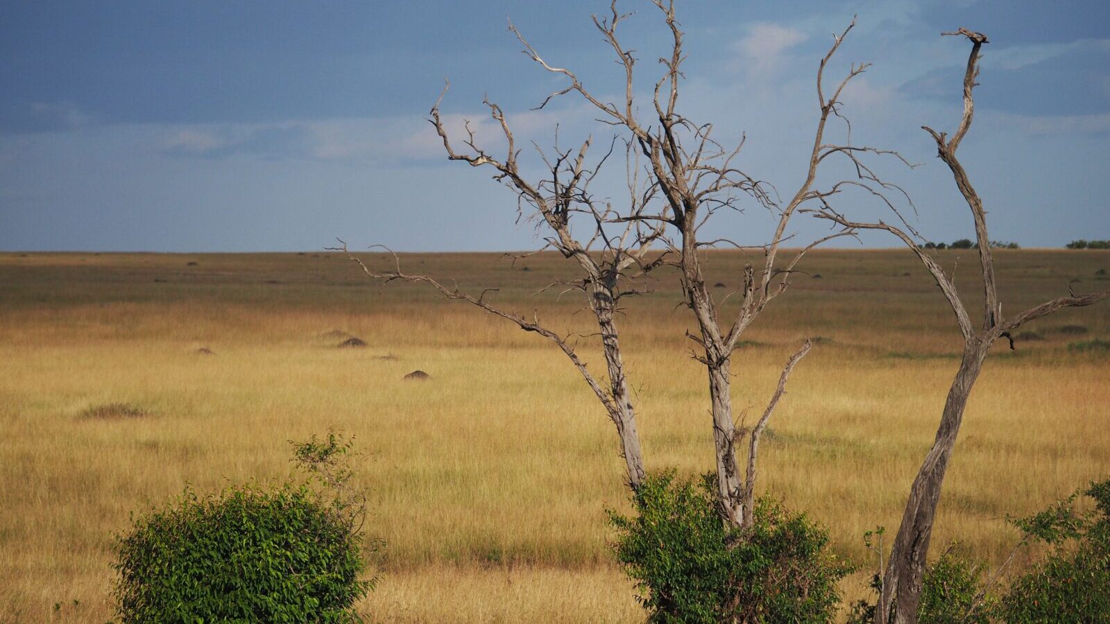 5-Day Hot Air Balloon and Migration Safari, Maasai Mara