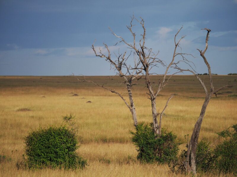 5-Day Hot Air Balloon and Migration Safari, Maasai Mara