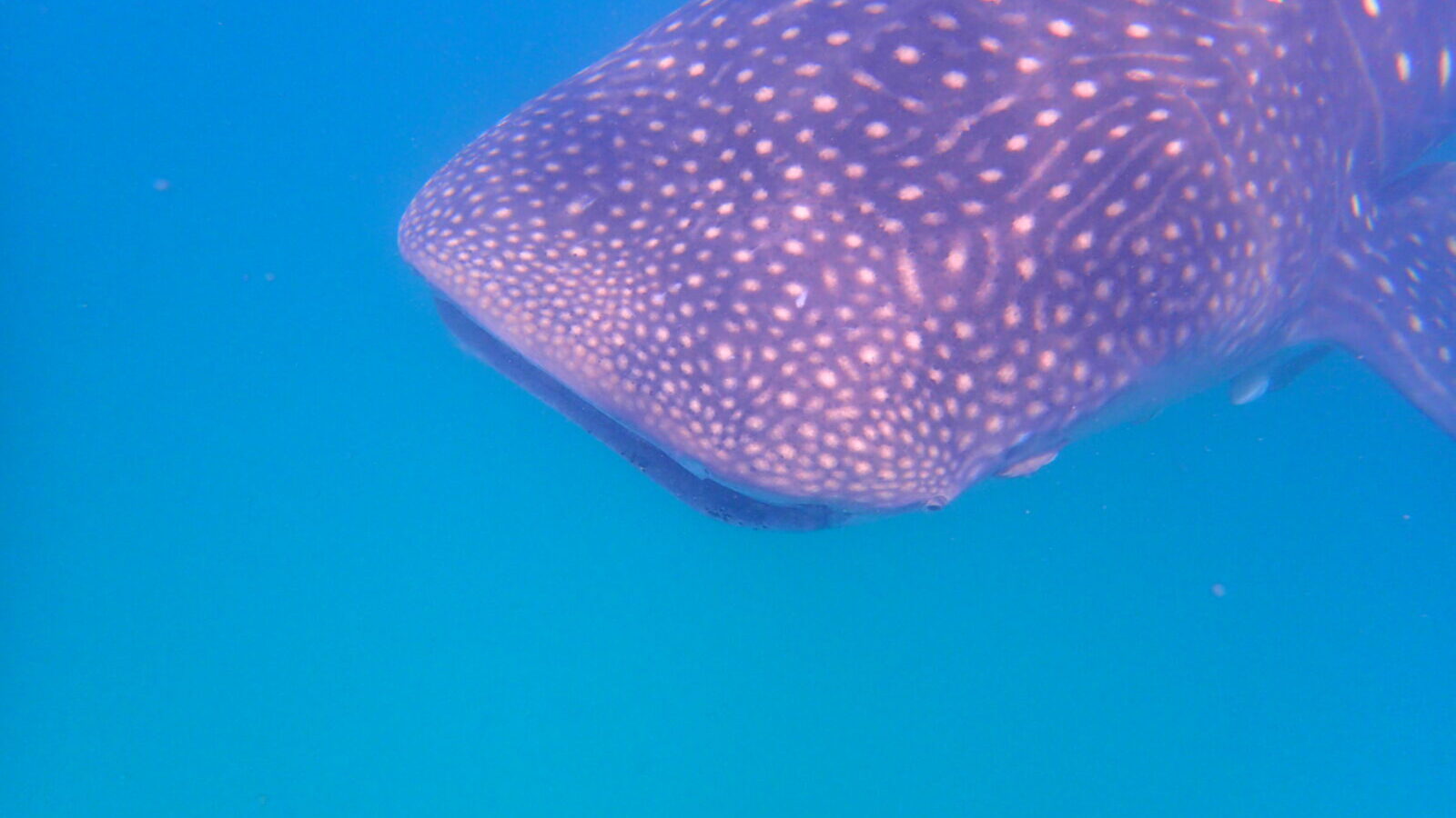 6-Day Mafia Island Whale Shark and Beach Package