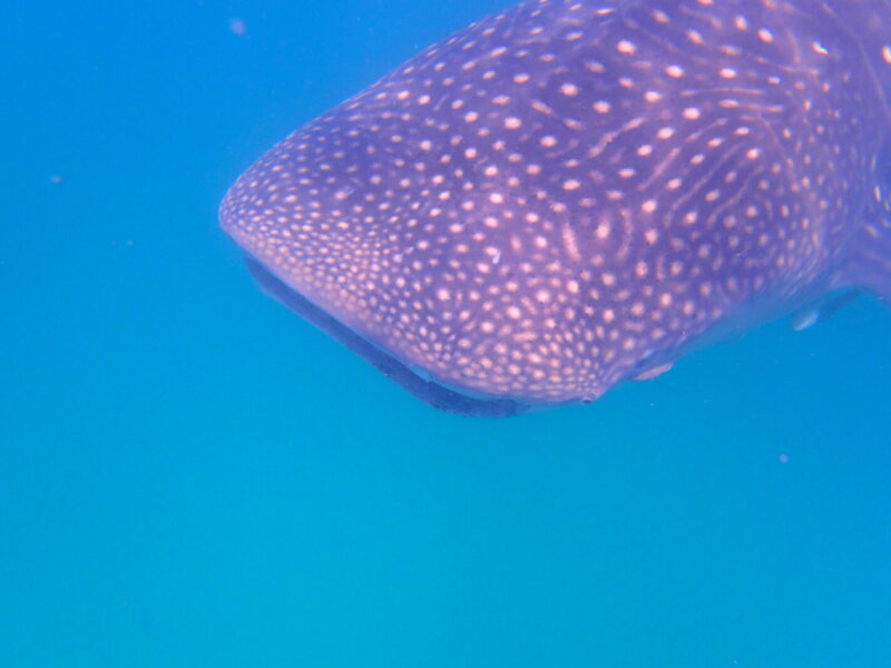 6-Day Mafia Island Whale Shark and Beach Package