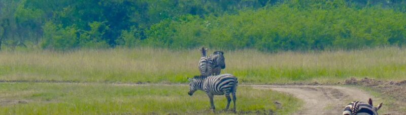 12-Day East Africa Wilderness Trail Package