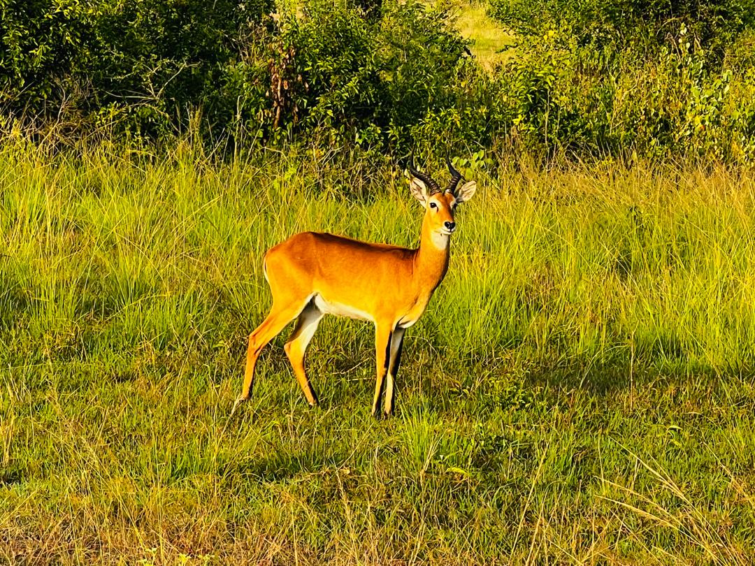 The Primate and Predator Trail: A 12-Day East Africa Circuit