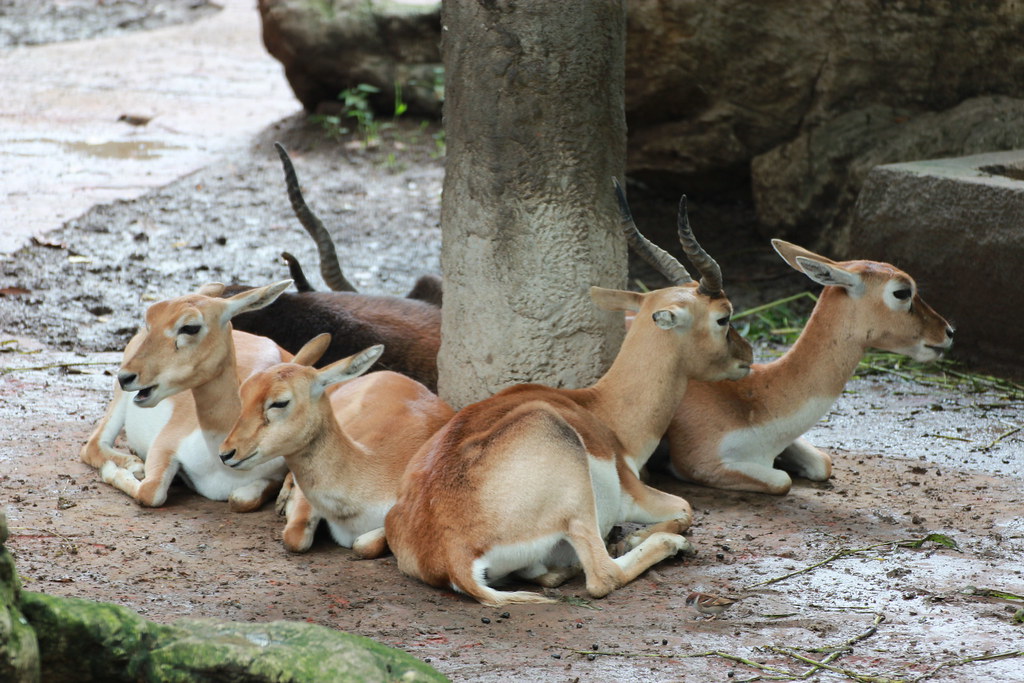 Impala of Lake Mburo: Uganda’s Only National Park With This Graceful Antelope
