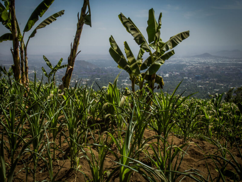 5-Day Rwanda Volcanoes and Lakes Safari