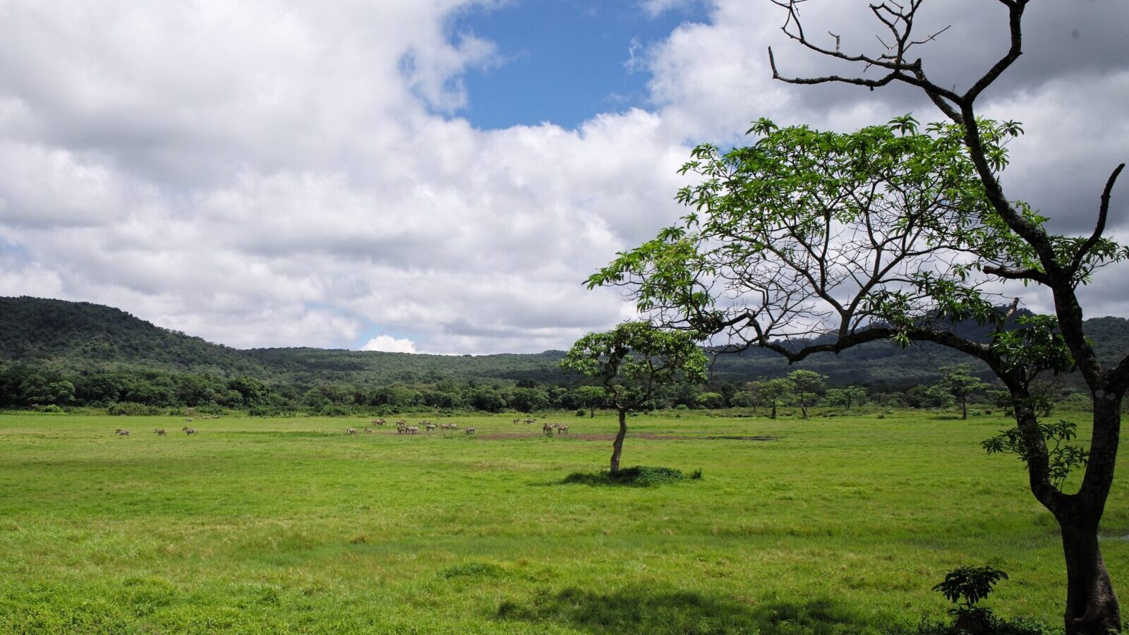 5-Day Arusha National Park and Tarangire Short Safari
