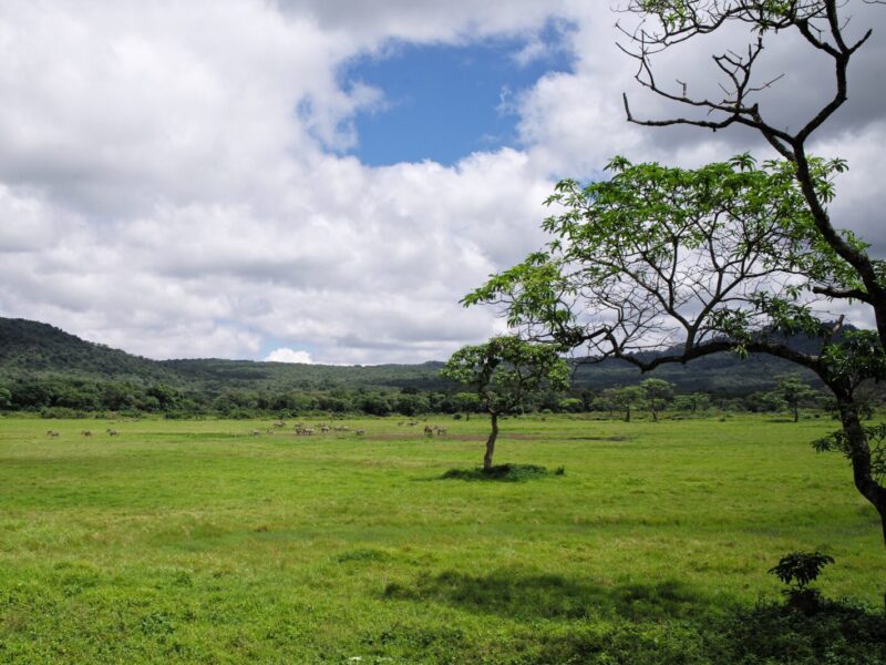 5-Day Arusha National Park and Tarangire Short Safari
