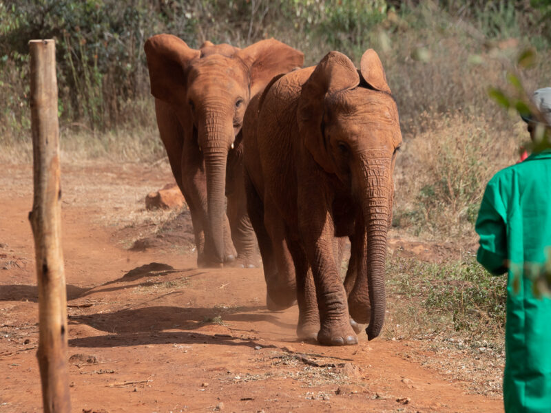 Family-Friendly Kenya Safari Package