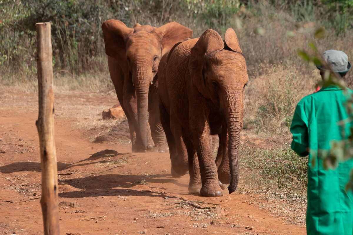 Family-Friendly Kenya Safari Package