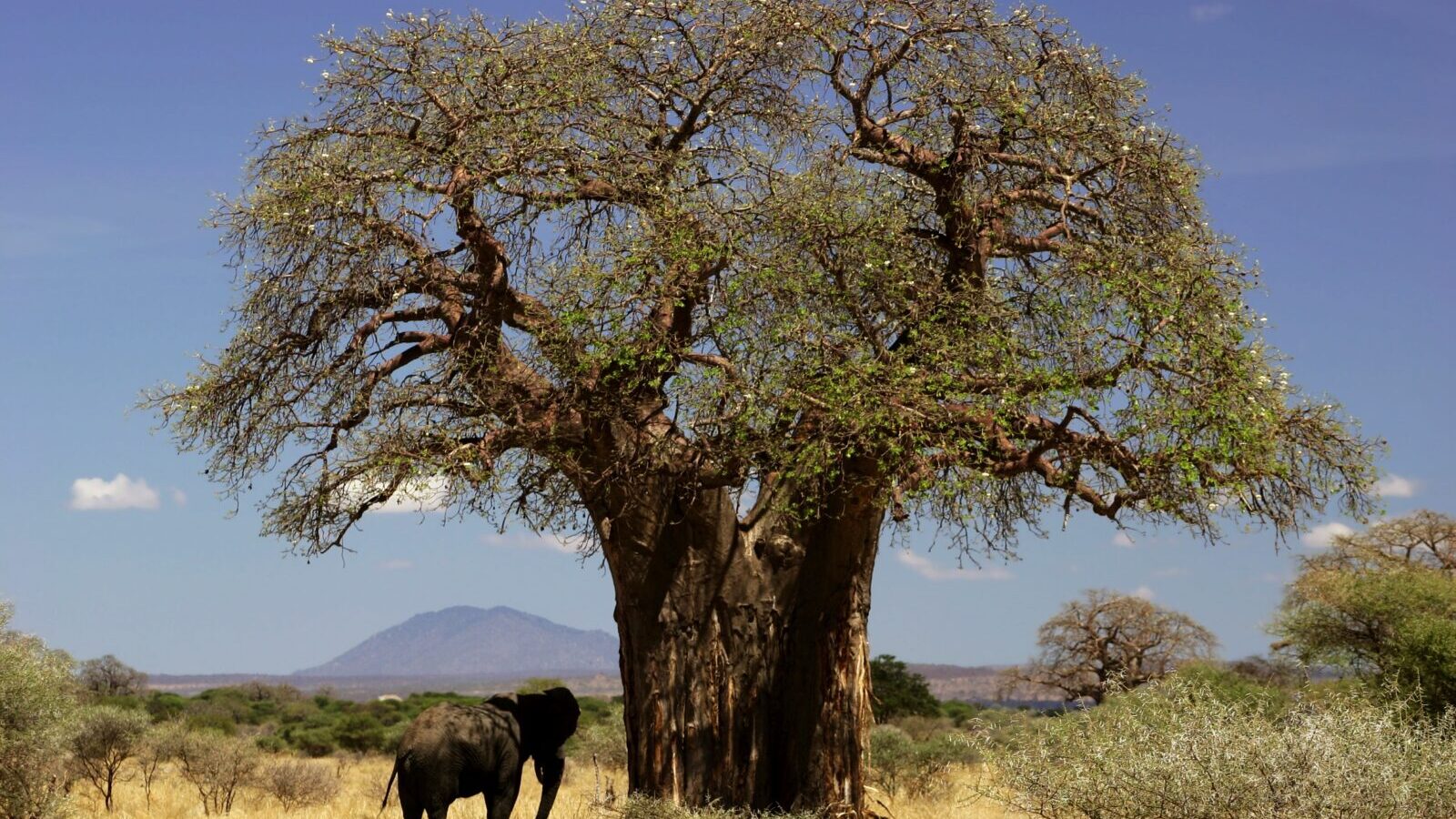 6-Day Tanzania Highlights: Tarangire, Manyara and Serengeti