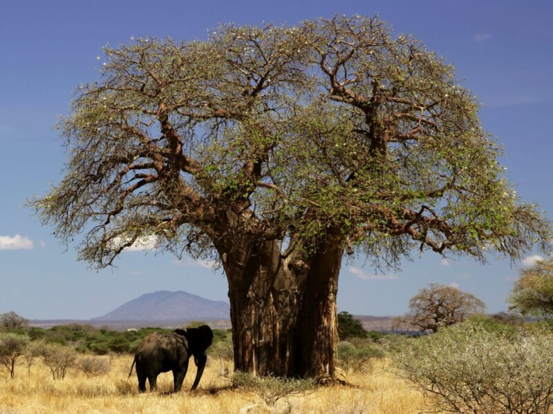 6-Day Tanzania Highlights: Tarangire, Manyara and Serengeti