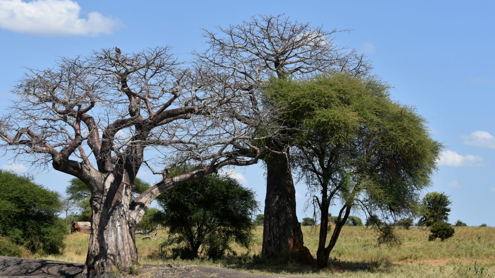 4-Day Lake Manyara and Tarangire Safari, Tanzania