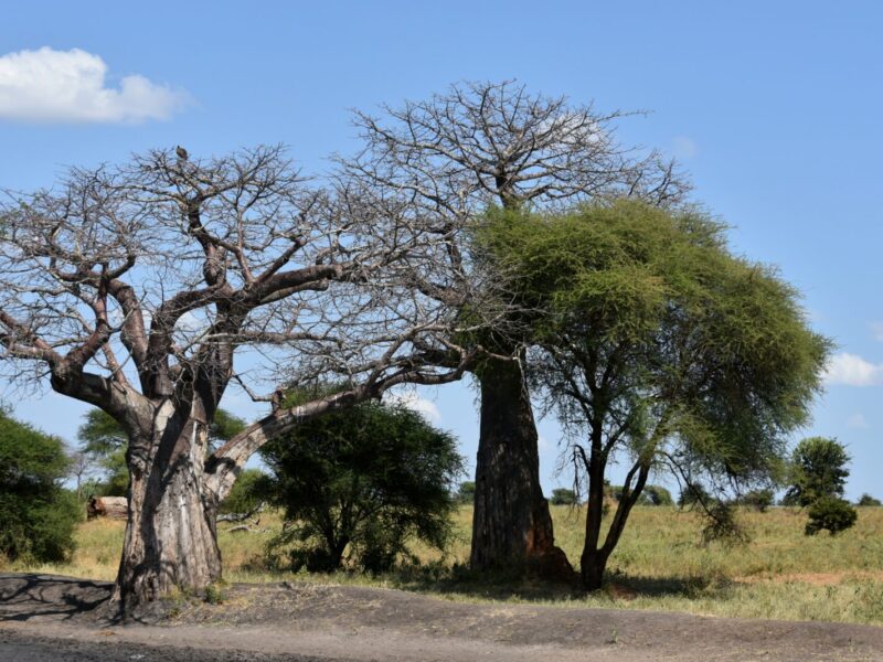 4-Day Lake Manyara and Tarangire Safari, Tanzania