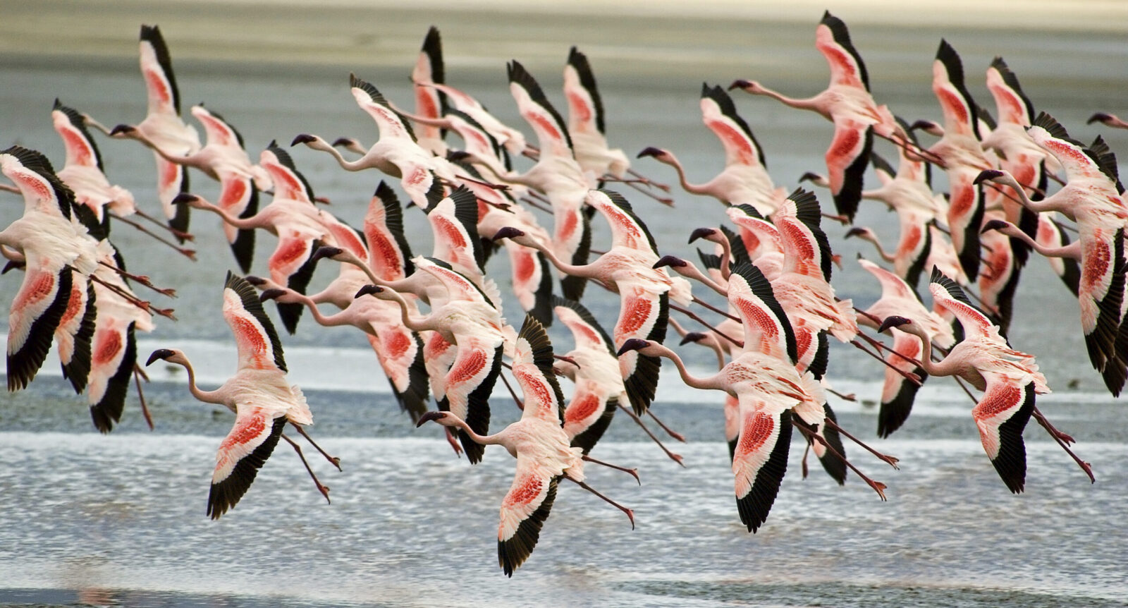 Uganda Birdwatching Safari: A 10-Day Itinerary for Birders