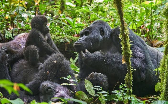 Can I Visit Gorillas in More Than One Country on the Same Trip?