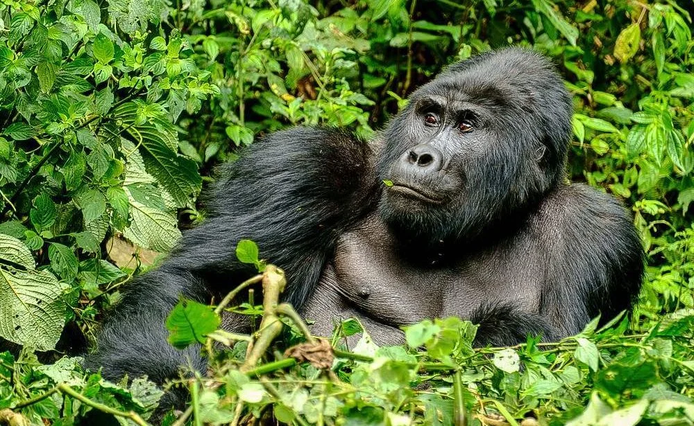 Can Kids Watch Gorillas Even if They Cannot Trek?