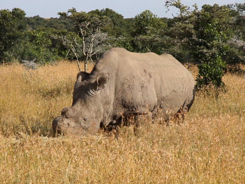 11-Day Kenya, Rwanda and Uganda Grand Safari