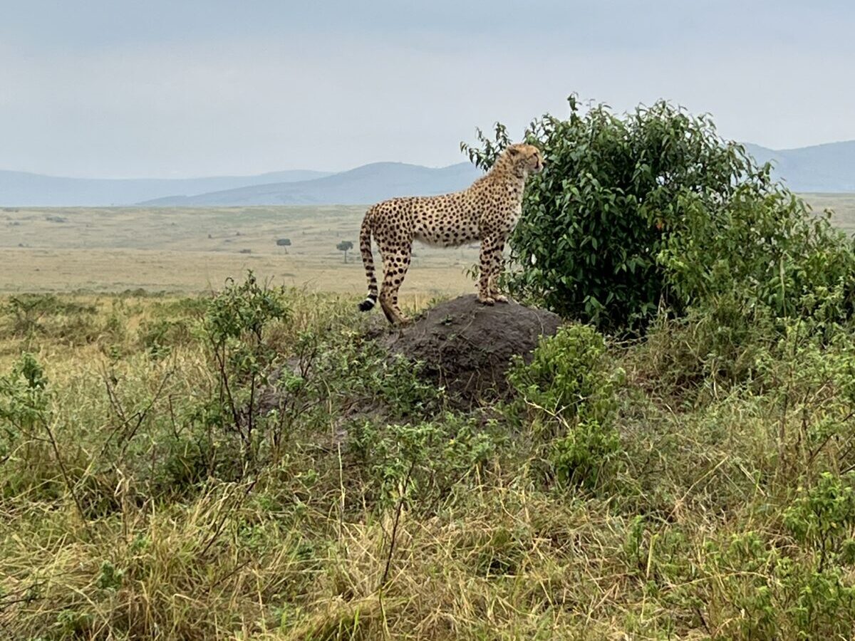 10-Day Kenya Conservancies Safari: Mara North, Naboisho and Olare