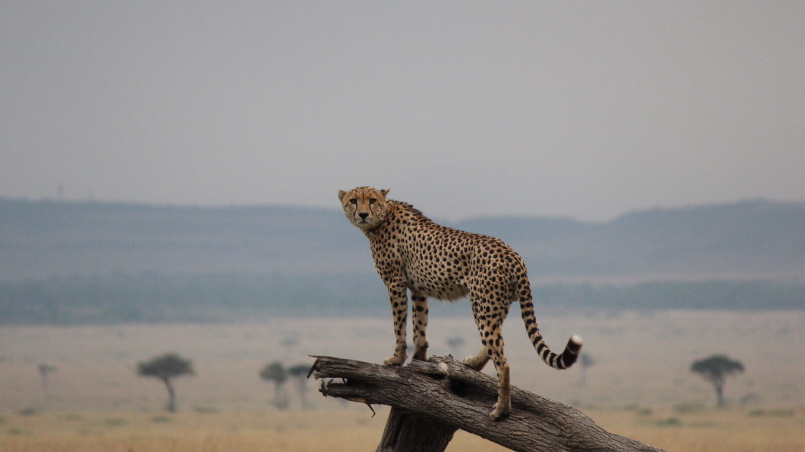 Great Migration Photographic Safari