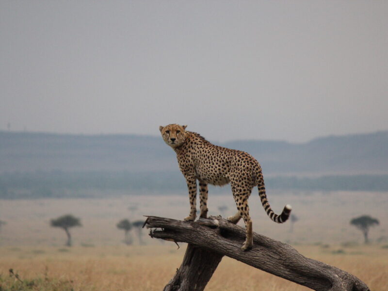 Great Migration Photographic Safari