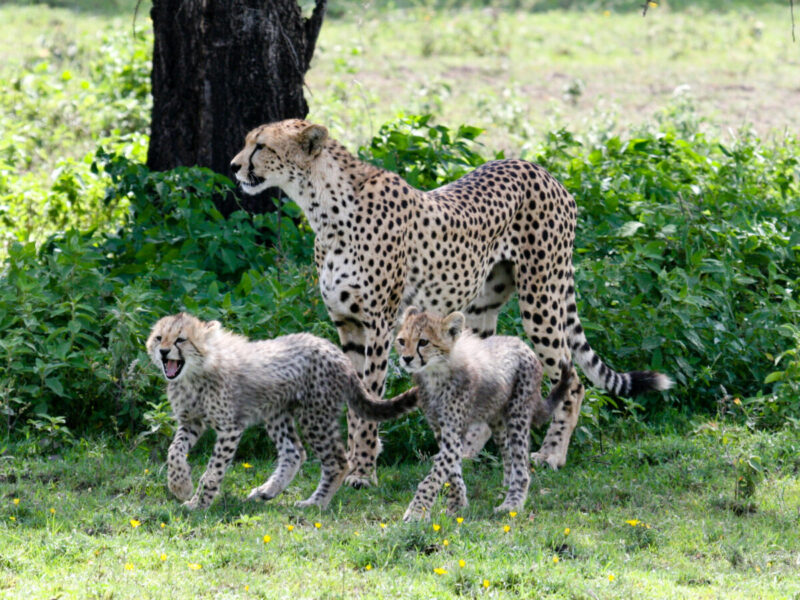 Serengeti Calving Season Safari: February Migration Highlights