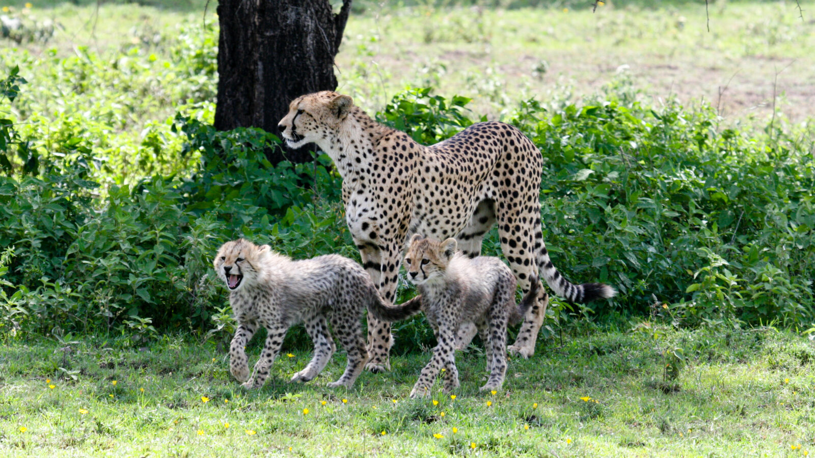Serengeti Calving Season Safari: February Migration Highlights