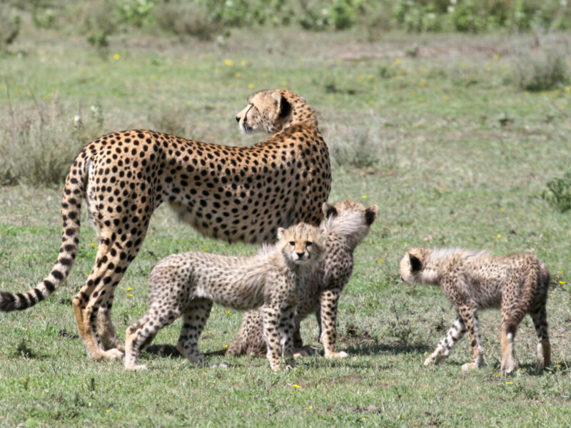 11-Day Mountains and Migration Safari Package