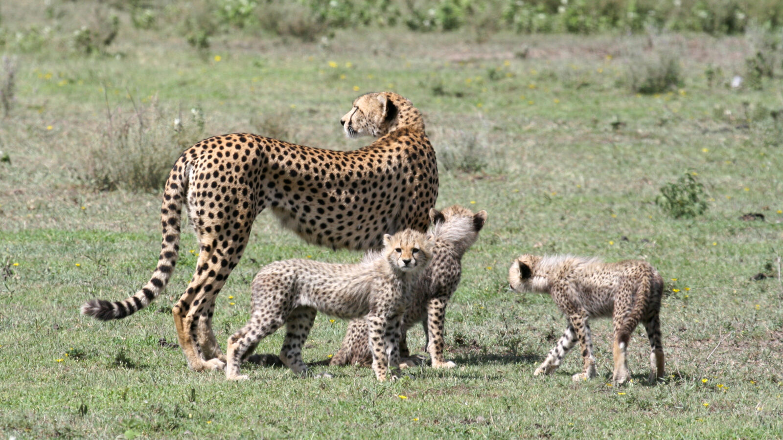 11-Day Mountains and Migration Safari Package