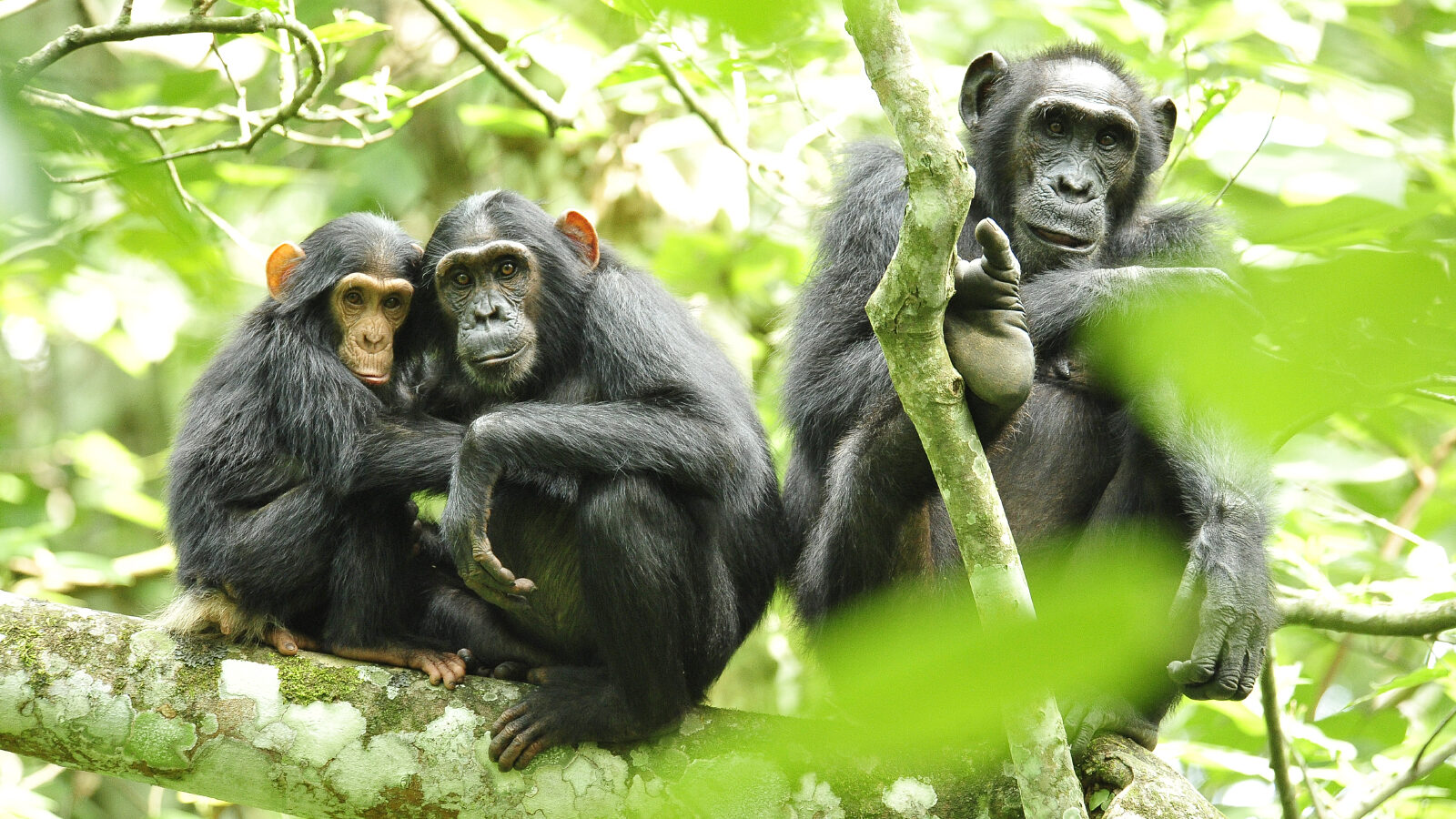 6-Day Rwanda Parks and Primates Package