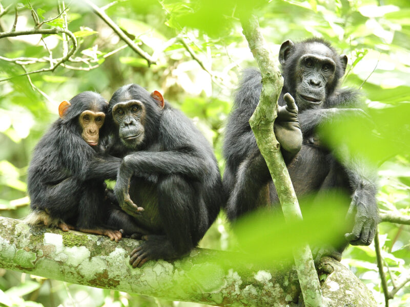 6-Day Rwanda Parks and Primates Package